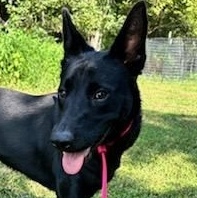 Schnapps, Adopted, Adult Female German Shepherd Dog.