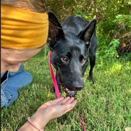 Enlarge Schnapps, a Adopted mixed breed in Germanton, NC image 2/4