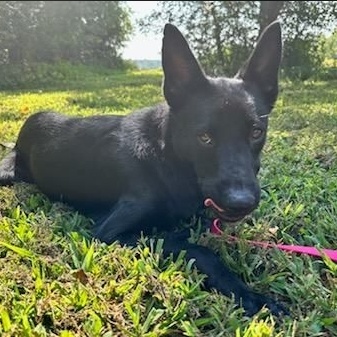 Enlarge Schnapps, a Adopted mixed breed in Germanton, NC image 3/4