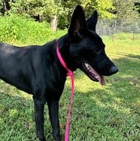 Enlarge Schnapps, a Adopted mixed breed in Germanton, NC image 4/4