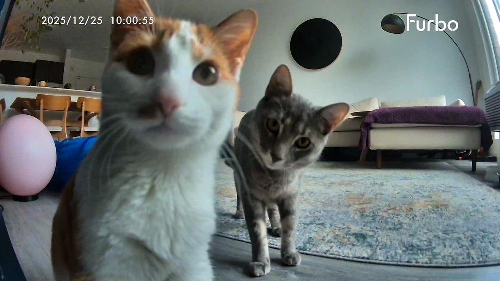 Enlarge Luna and Coco, a Adoptable American Shorthair in Westwood, NJ image 4/5