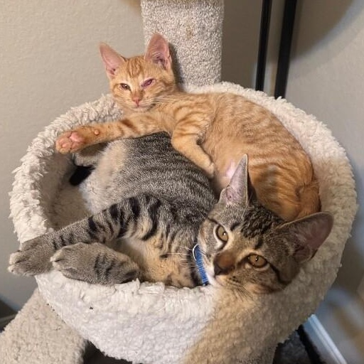 Willy Gato — thumbnail 3