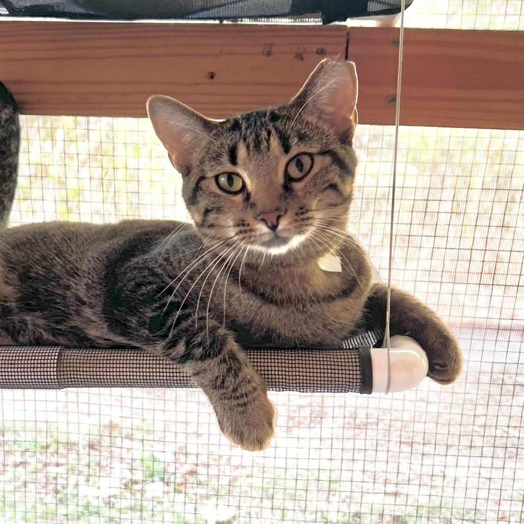 Enlarge Partridge, a Adoptable Domestic Short Hair in Brighton, MO image 3/5