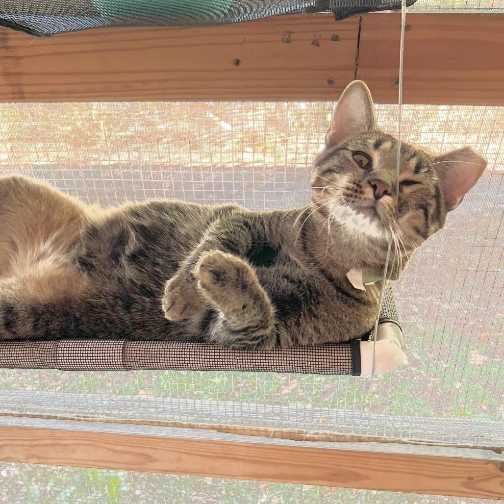 Enlarge Partridge, a Adoptable Domestic Short Hair in Brighton, MO image 4/5