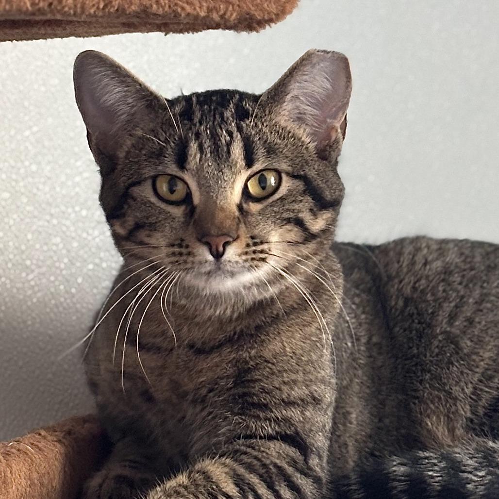 Enlarge Partridge, a Adoptable Domestic Short Hair in Brighton, MO image 5/5