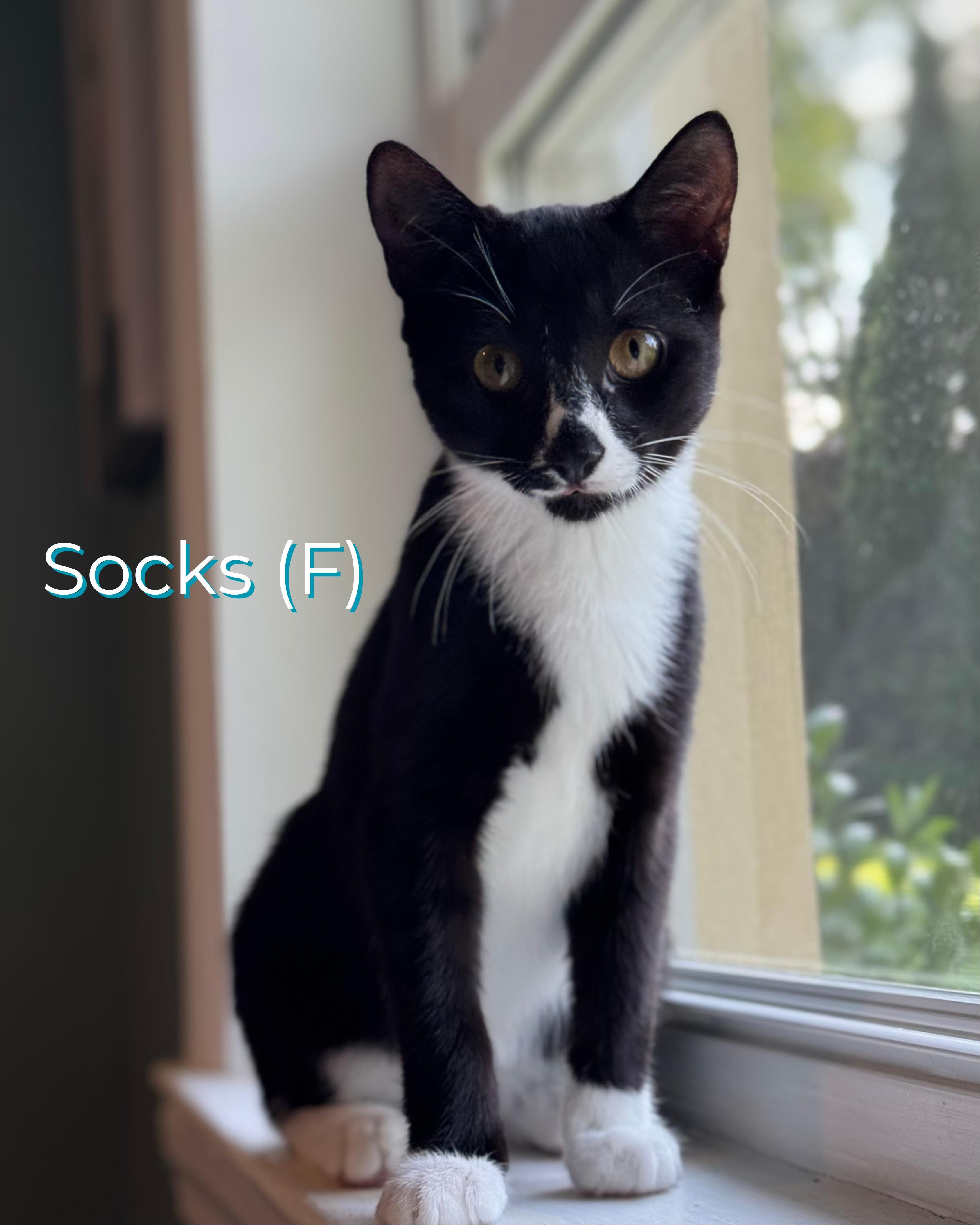 Socks 1