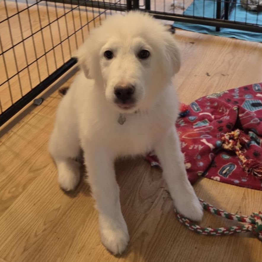 Glacier, Adoptable, Puppy Male Great Pyrenees.