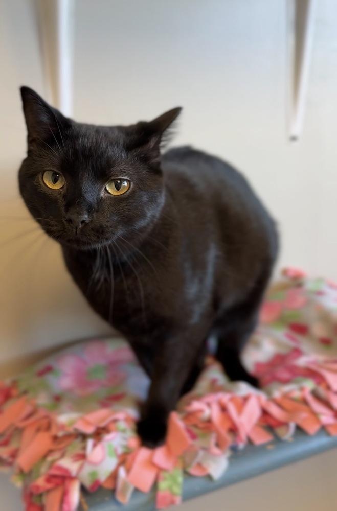 Enlarge Toothless, a Adoptable Domestic Short Hair in Bemidji, MN image 1/4