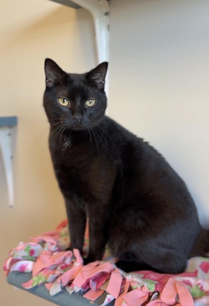 Enlarge Toothless, a Adoptable Domestic Short Hair in Bemidji, MN image 2/4