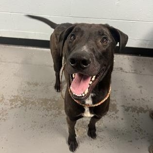 Enlarge Kenny, a ADOPTABLE mixed breed in Sacramento, CA image 5/5