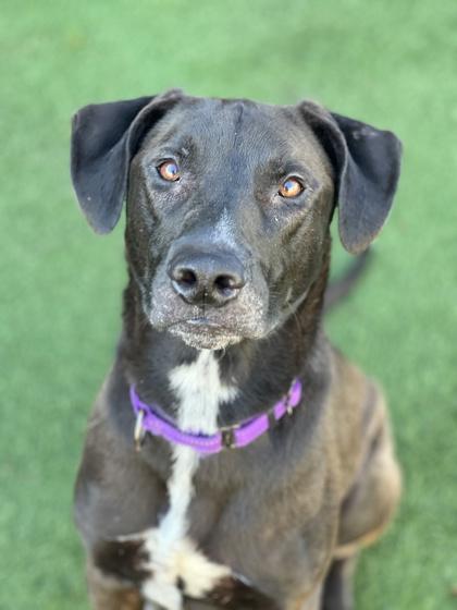 Enlarge Kenny, a ADOPTABLE mixed breed in Sacramento, CA image 2/5