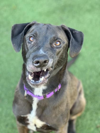 Enlarge Kenny, a ADOPTABLE mixed breed in Sacramento, CA image 4/5