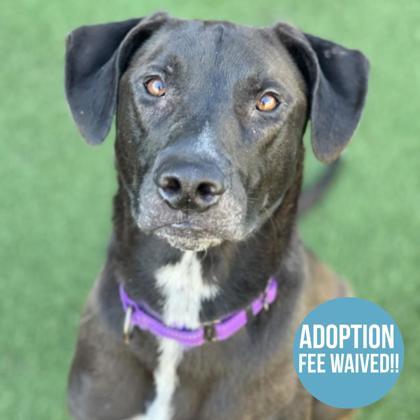 Kenny, ADOPTABLE, Adult Male Doberman Pinscher & Labrador Retriever.