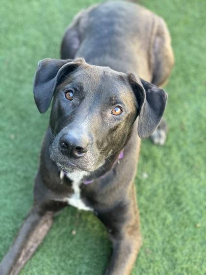 Enlarge Kenny, a ADOPTABLE mixed breed in Sacramento, CA image 3/5