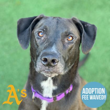 Kenny, ADOPTABLE, Adult Male Doberman Pinscher & Labrador Retriever.
