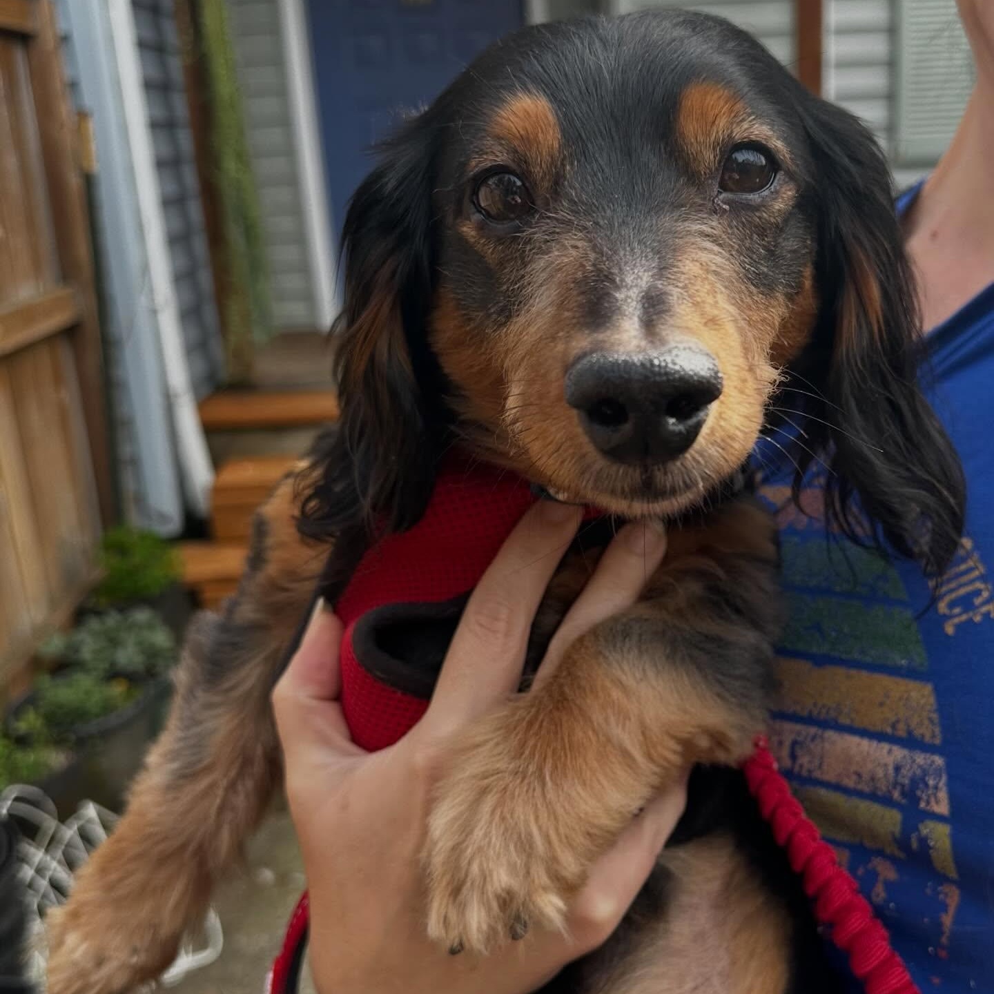 Floki, ADOPTABLE, Senior Male Dachshund (Long Haired).