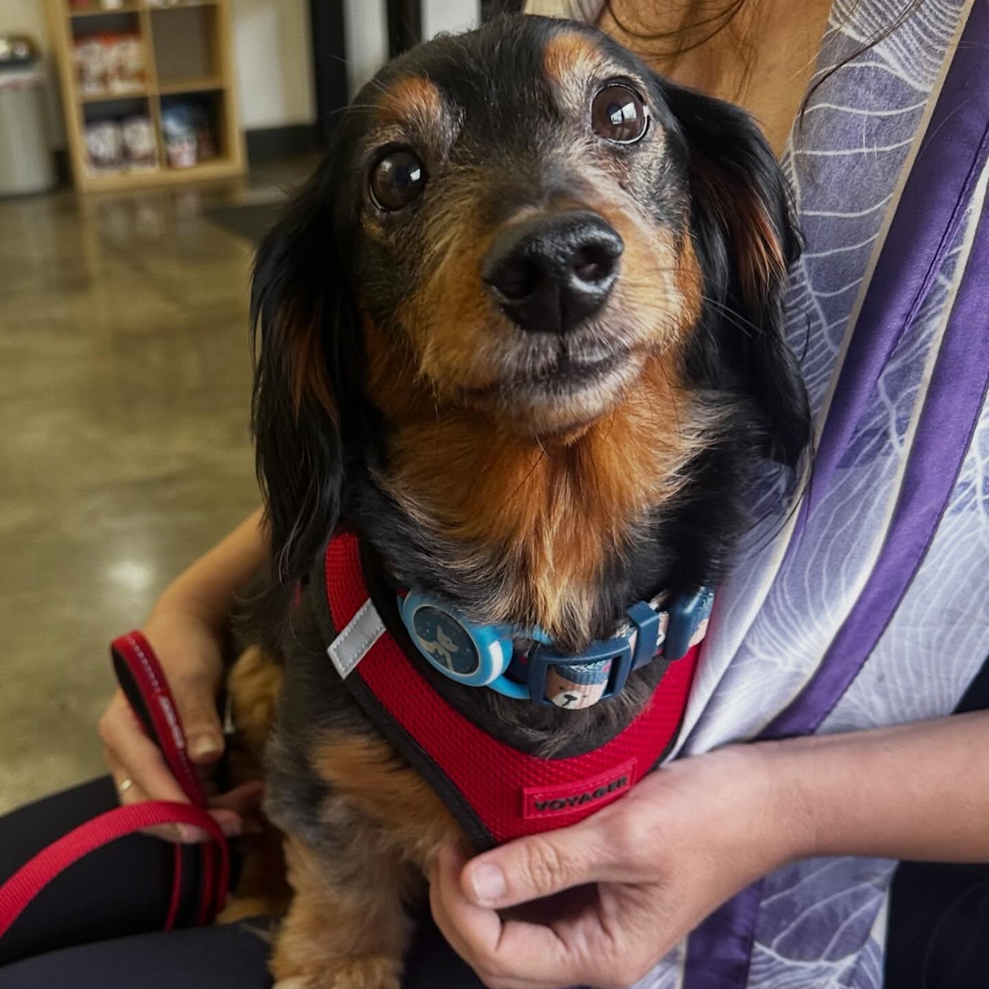 Enlarge Floki, a ADOPTABLE Dachshund (Long Haired) in Portland, OR image 1/2