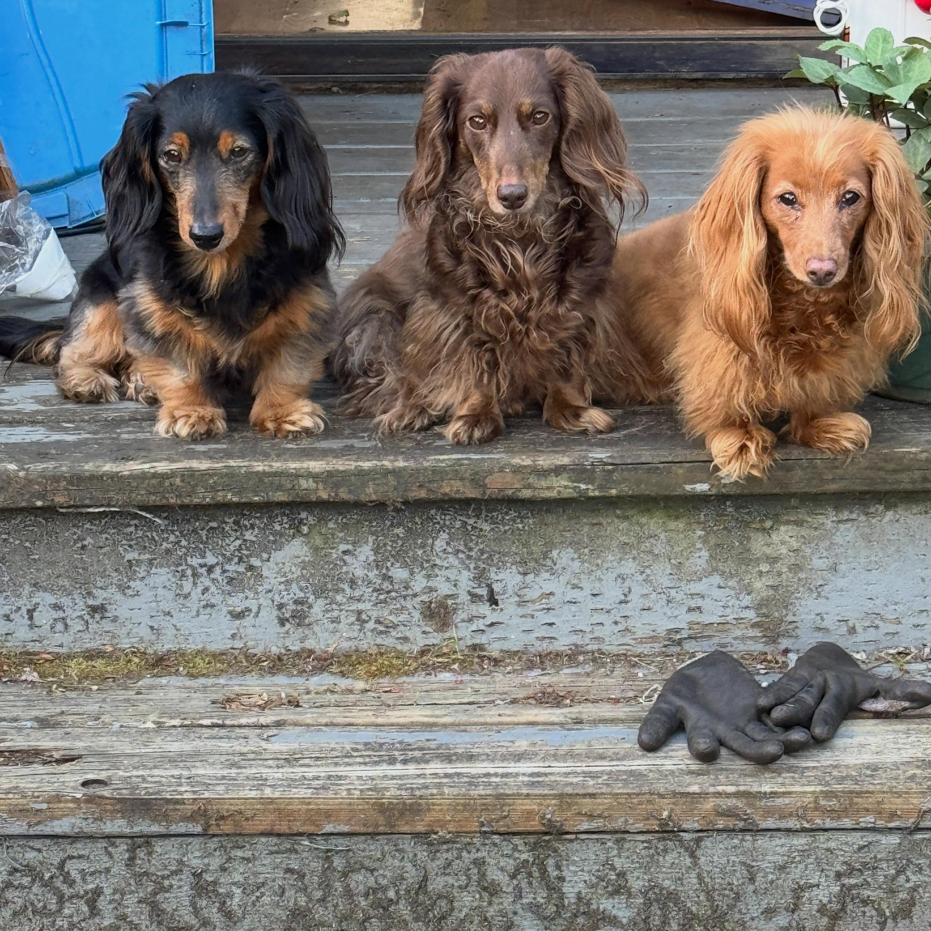 Floki, a ADOPTABLE Dachshund (Long Haired) in Portland, OR image 3/3