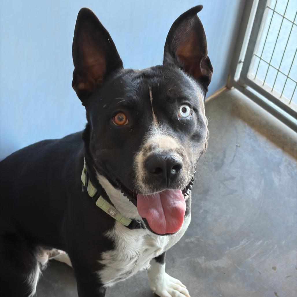 Bonnie, a Adoptable Pit Bull Terrier in Show Low, AZ image 1/5