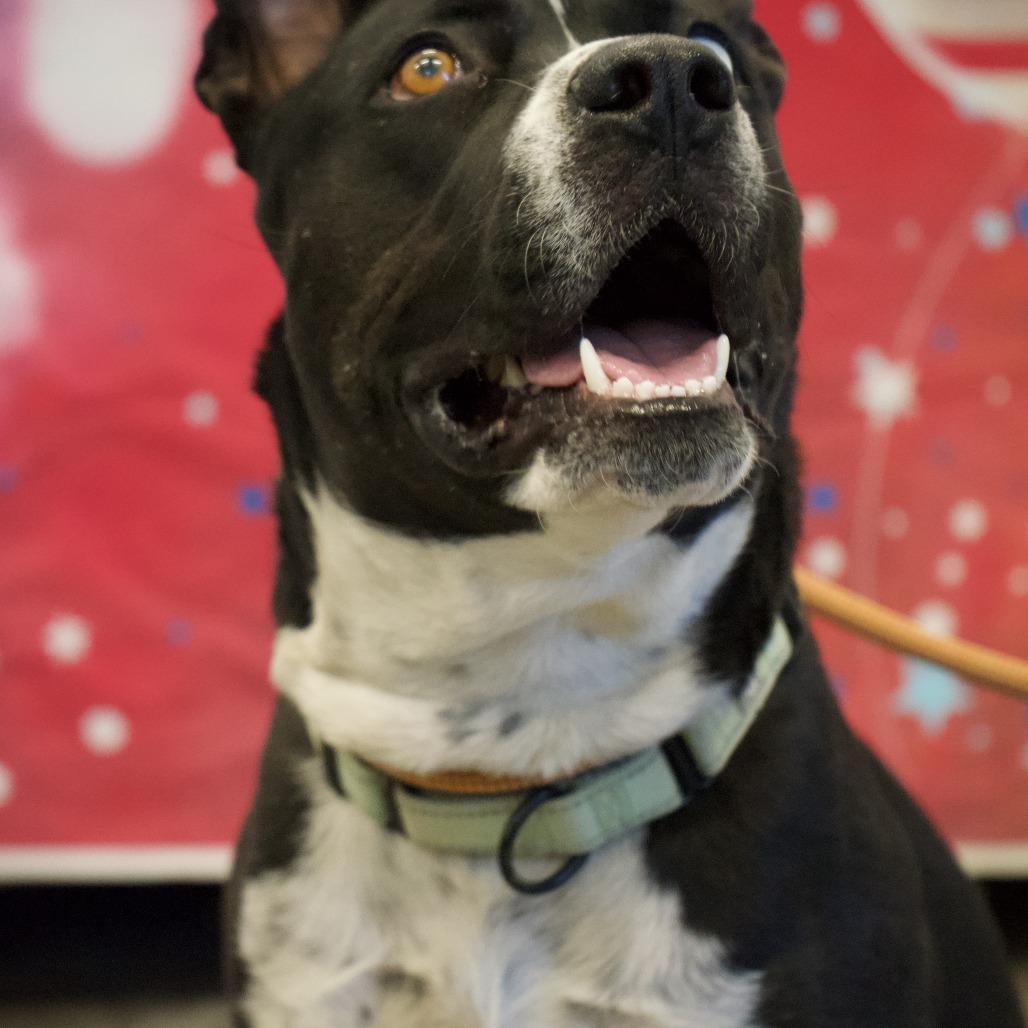 Bonnie, a Adoptable Pit Bull Terrier in Show Low, AZ image 2/5