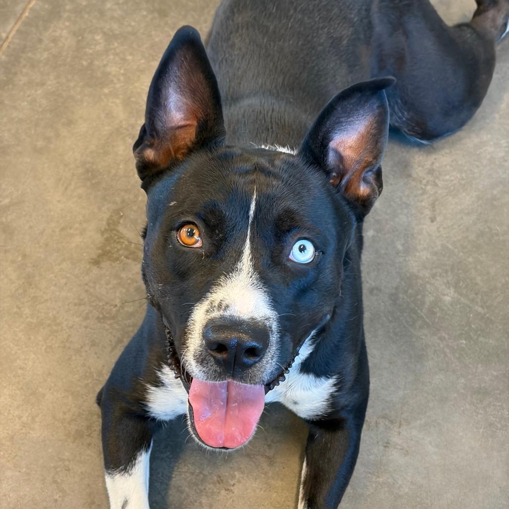Bonnie, a Adoptable Pit Bull Terrier in Show Low, AZ image 3/5