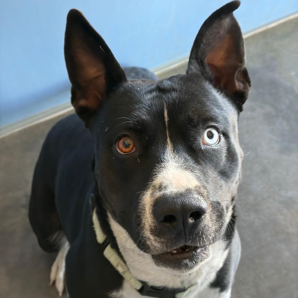 Bonnie, a Adoptable Pit Bull Terrier in Show Low, AZ image 4/5