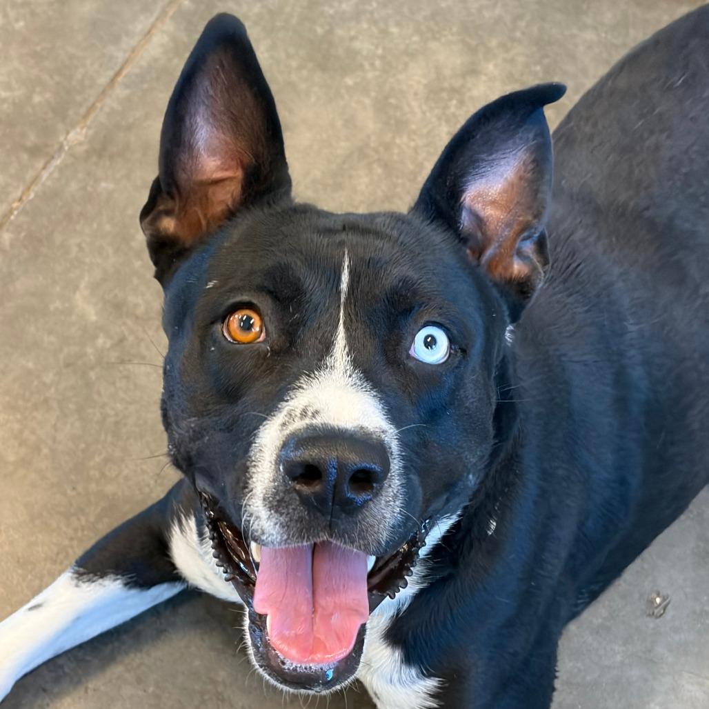 Bonnie, a Adoptable Pit Bull Terrier in Show Low, AZ image 5/5