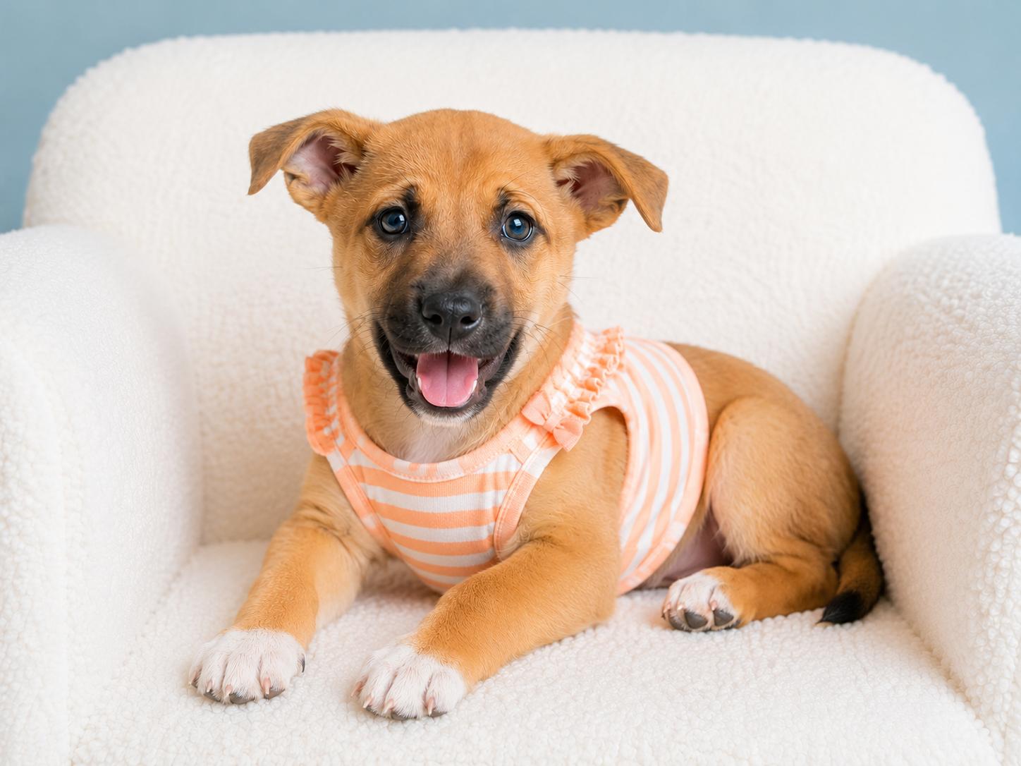 Vacay: Resort, a Adoptable German Shepherd Dog in Palo Alto, CA image 3/3