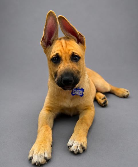 Vacay: Resort, a Adoptable German Shepherd Dog in Palo Alto, CA image 1/3