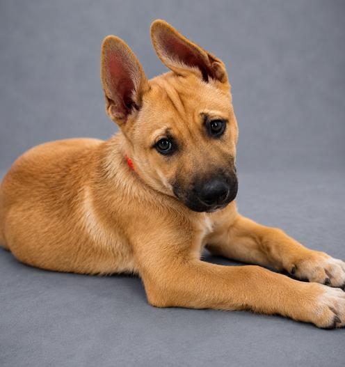 Vacay: Resort, a Adoptable German Shepherd Dog in Palo Alto, CA image 2/3