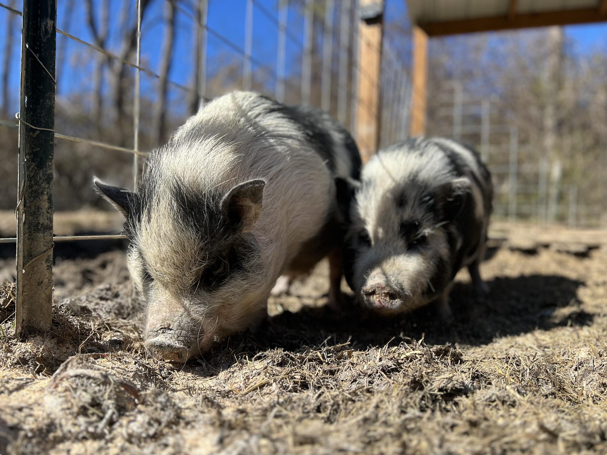 Enlarge Fig | Bonded Pair, a Adoptable Pig in Clyde, NC image 2/4