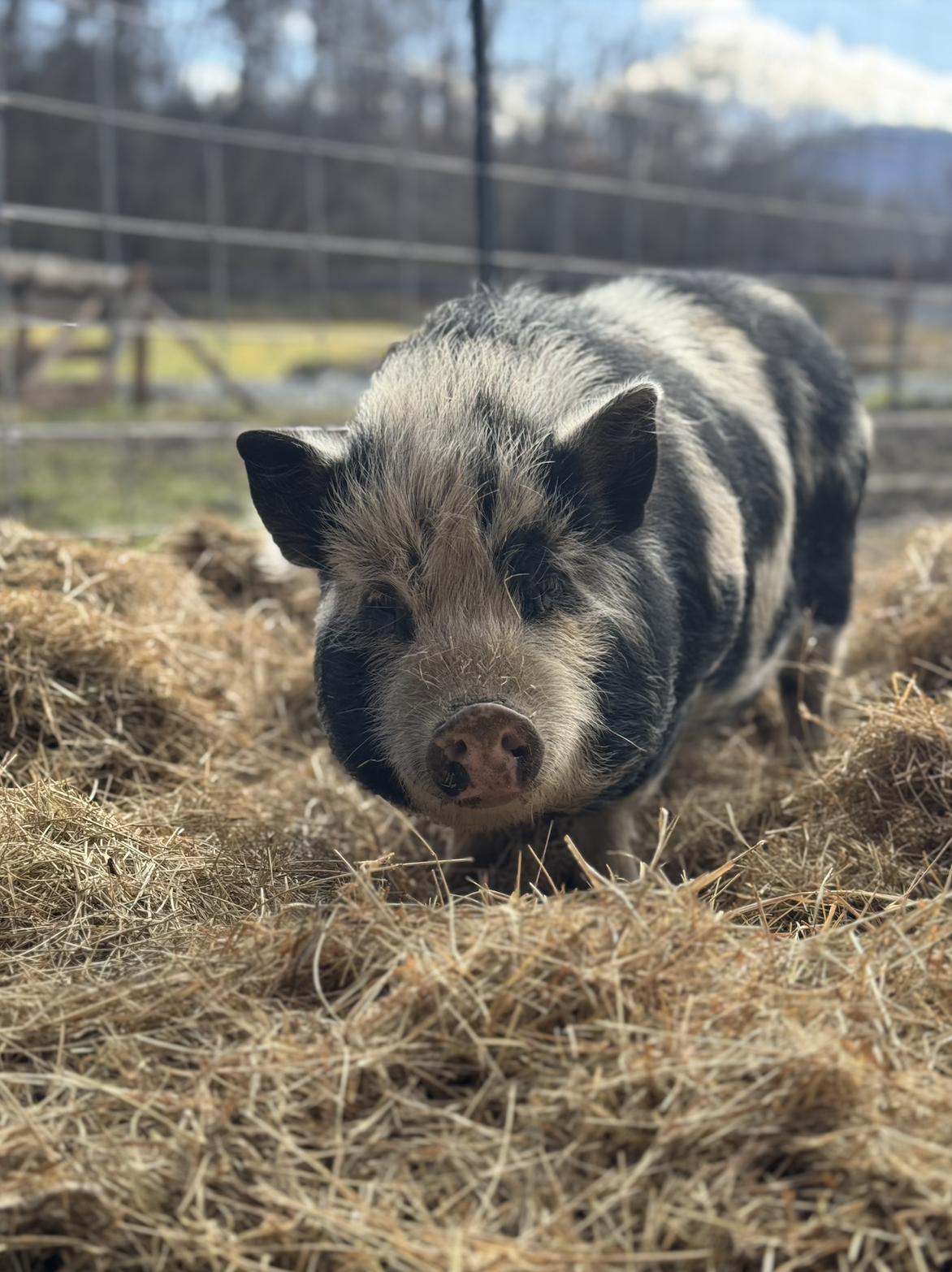Enlarge Fig | Bonded Pair, a Adoptable Pig in Clyde, NC image 4/4