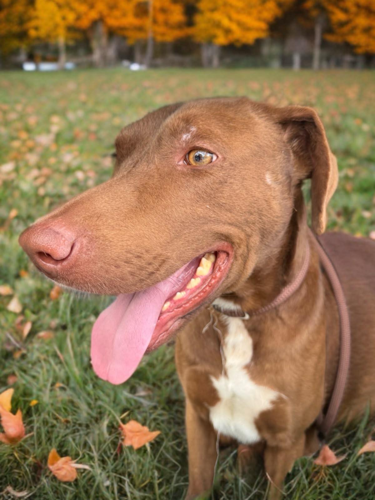 O'Henry, Adoptable, Young Male Chesapeake Bay Retriever.