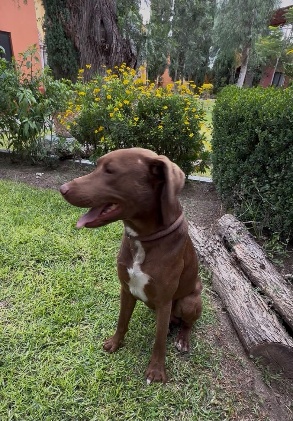 Enlarge O'Henry, a Adoptable mixed breed in Austin, TX image 2/6
