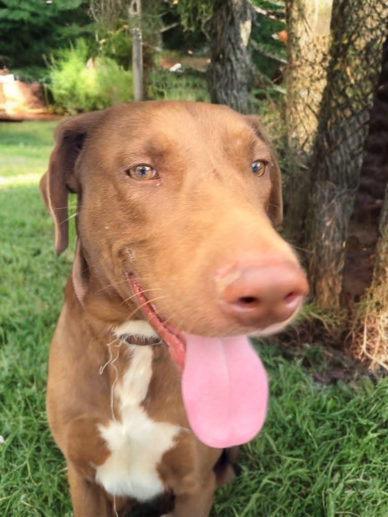 Enlarge O'Henry, a Adoptable mixed breed in Austin, TX image 3/6