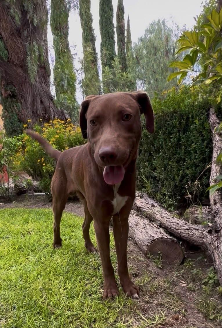 Enlarge O'Henry, a Adoptable mixed breed in Austin, TX image 6/6