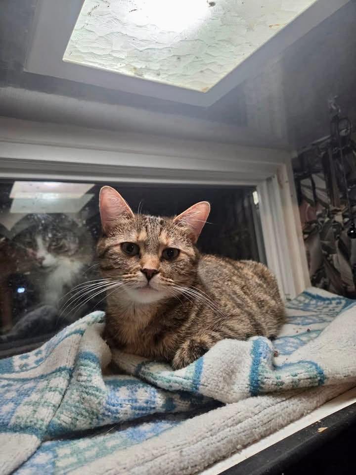 Cagney, a ADOPTABLE Tabby in Ashton, ON image 2/3