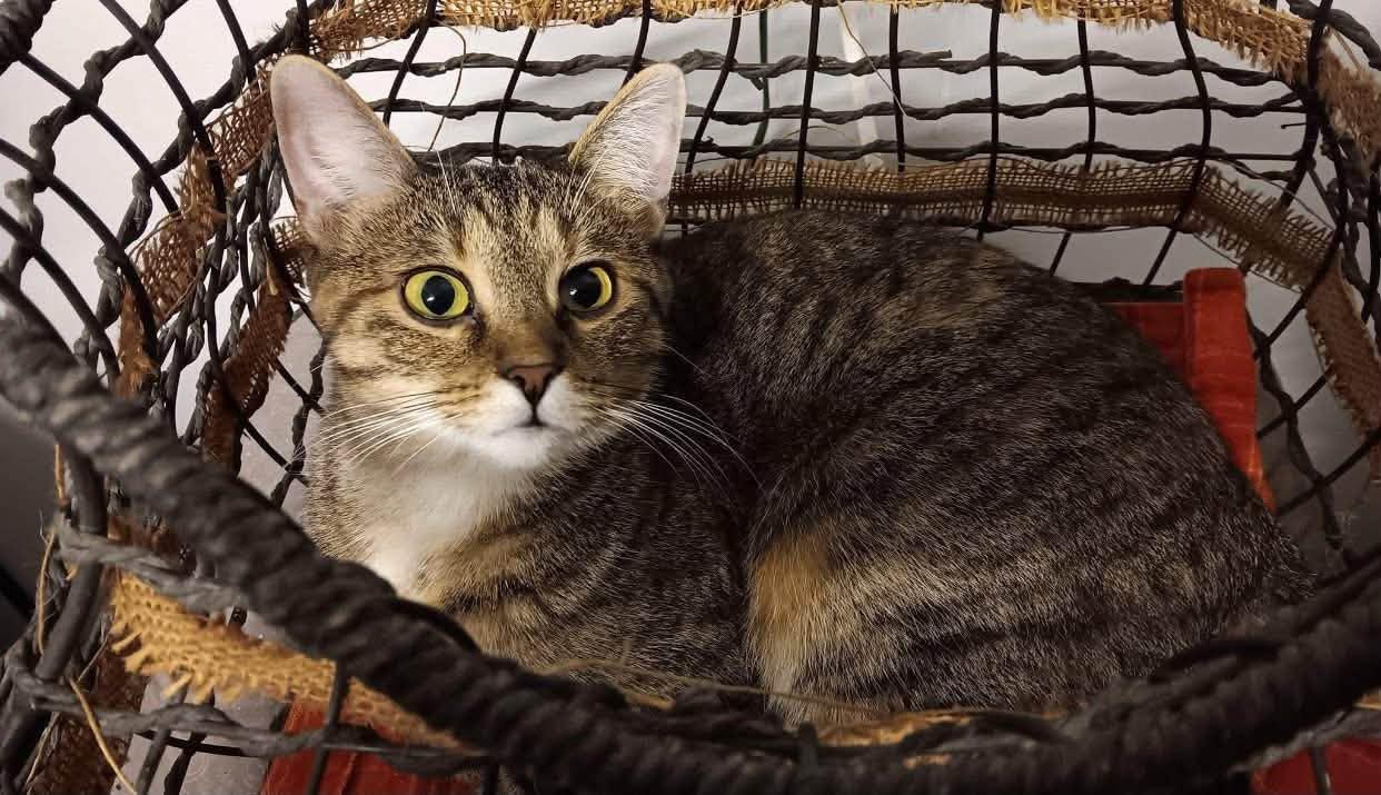 Cagney, ADOPTABLE, Adult Female Tabby.