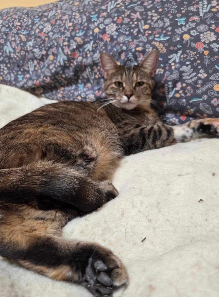 Cagney, a ADOPTABLE Tabby in Ashton, ON image 3/3