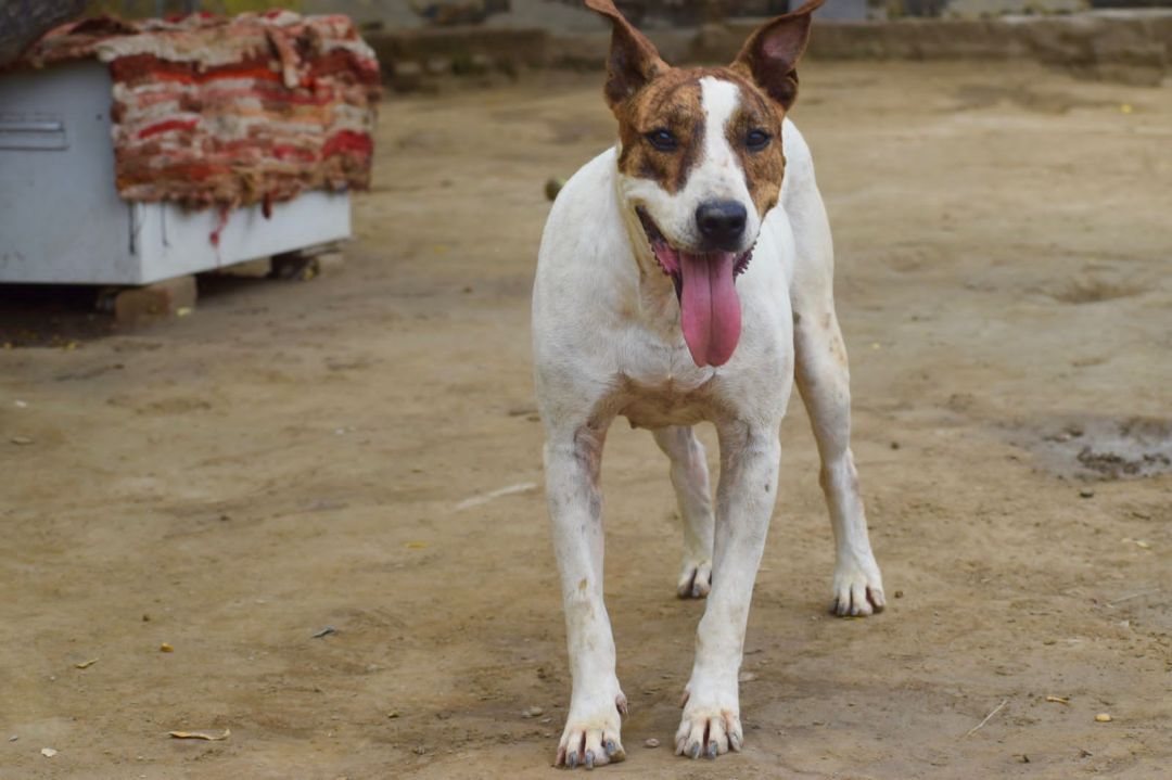 Diva, a Adoptable mixed breed in Cresco, PA image 1/12