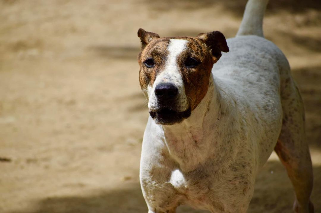 Diva, a Adoptable mixed breed in Cresco, PA image 2/12