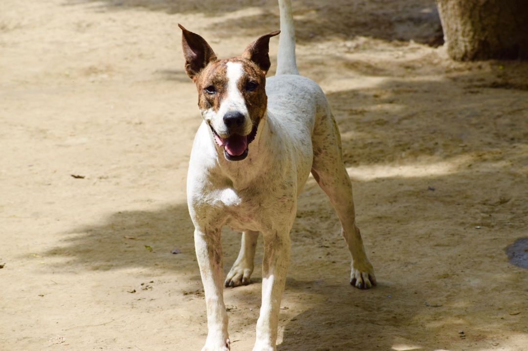 Diva, a Adoptable mixed breed in Cresco, PA image 3/12