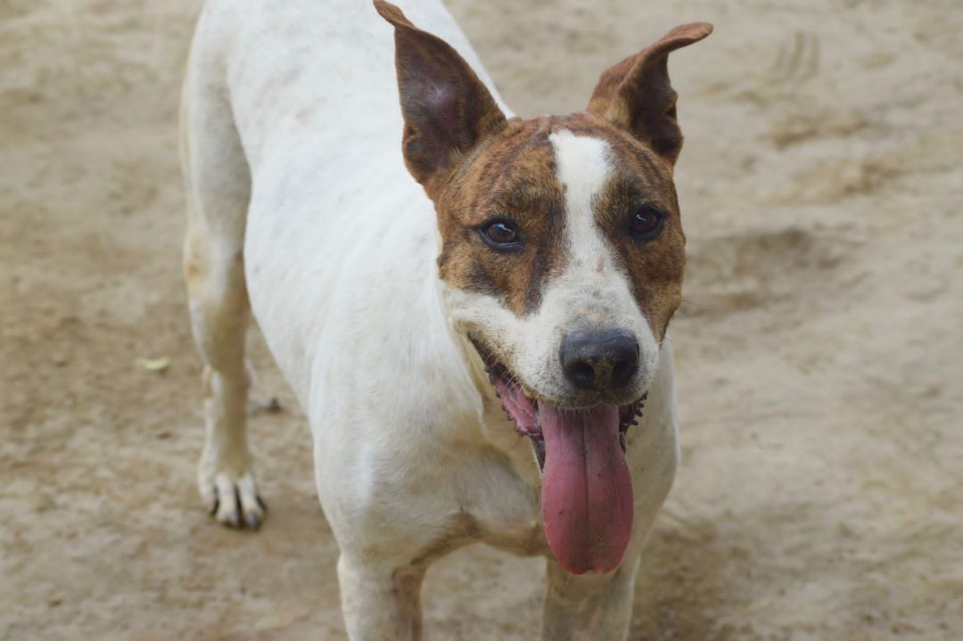 Diva, a Adoptable mixed breed in Cresco, PA image 4/12