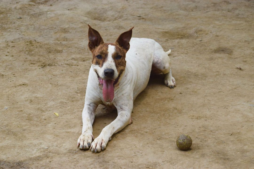 Diva, a Adoptable mixed breed in Cresco, PA image 5/12