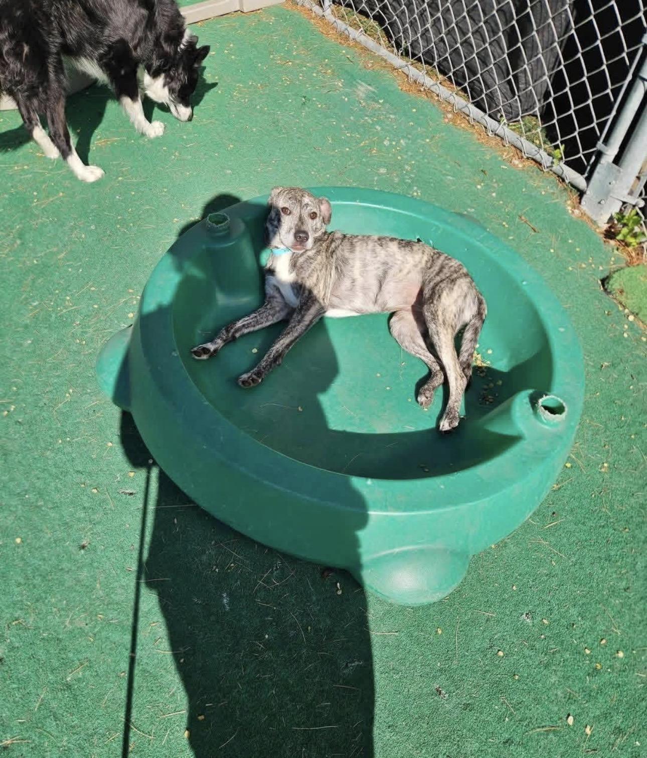 Hadie, a Adoptable mixed breed in Kutztown, PA image 4/6