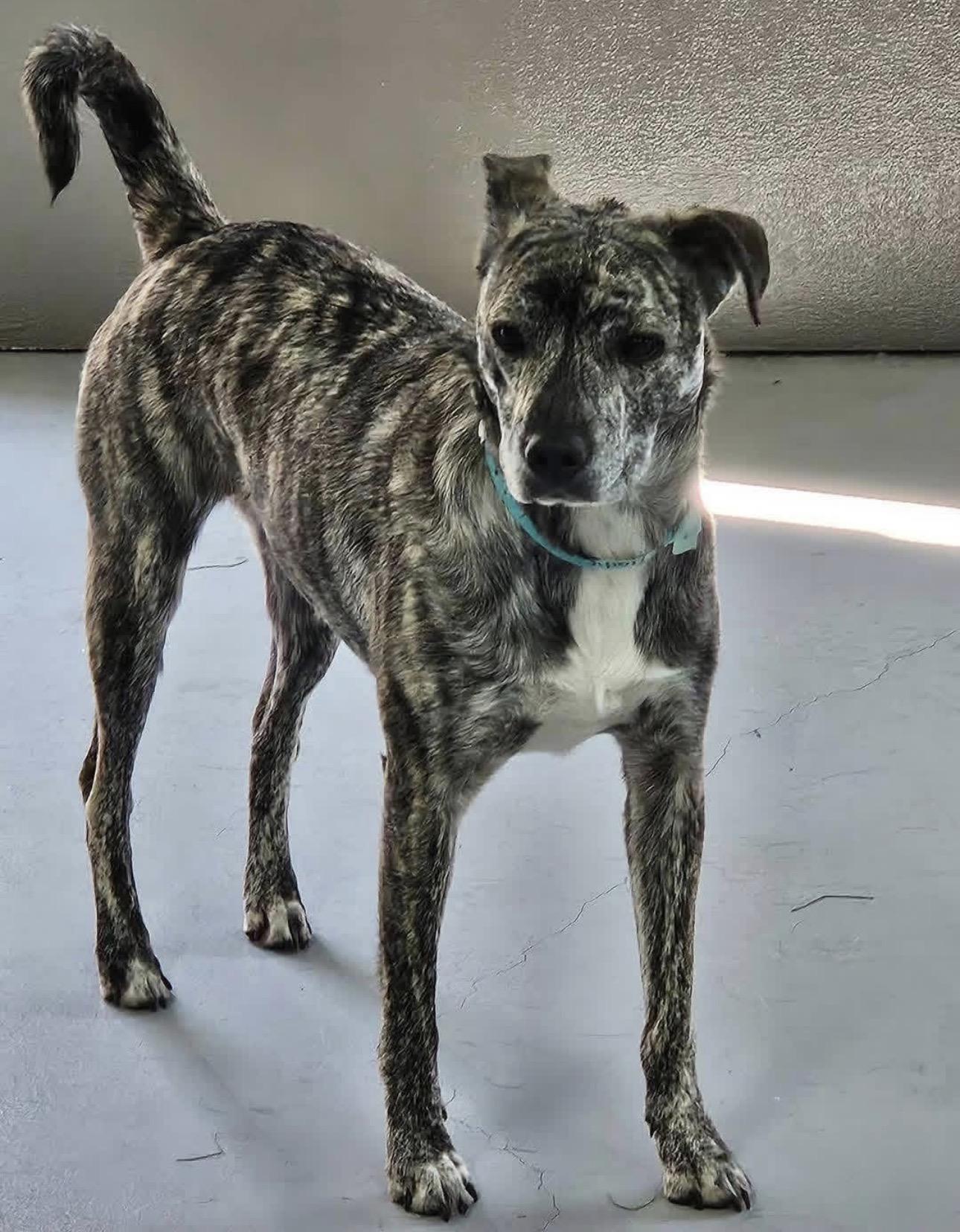 Hadie, a Adoptable mixed breed in Kutztown, PA image 6/6