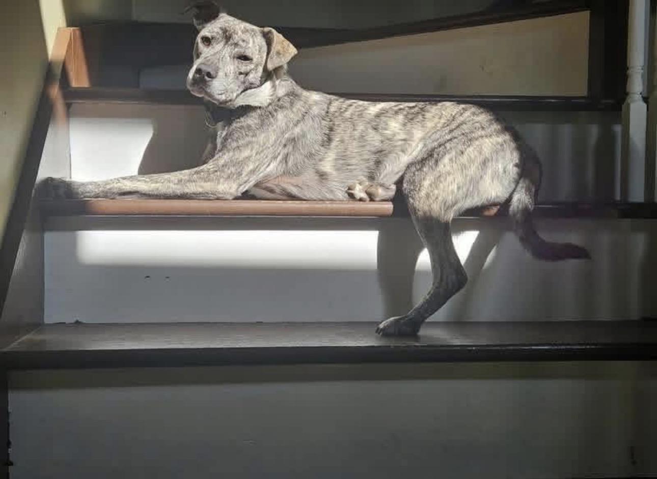 Hadie, a Adoptable mixed breed in Kutztown, PA image 3/6