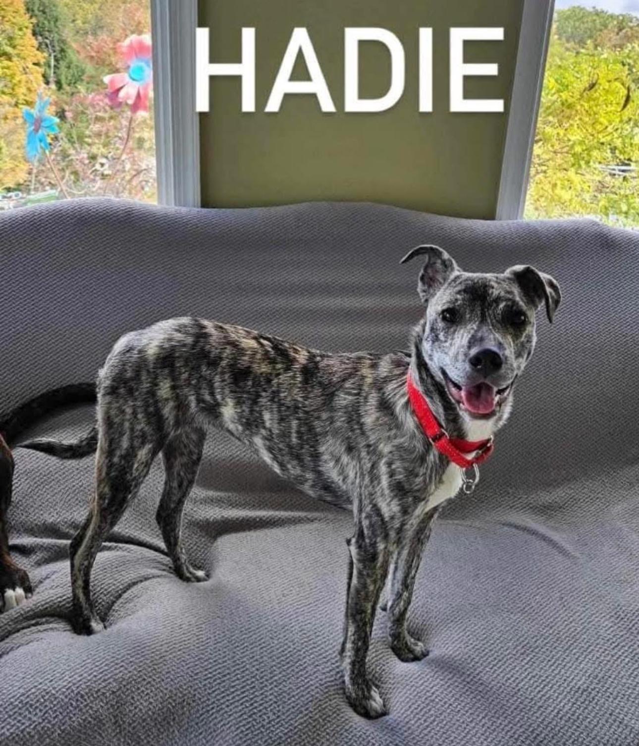 Enlarge Hadie, a Adoptable mixed breed in Kutztown, PA image 1/2