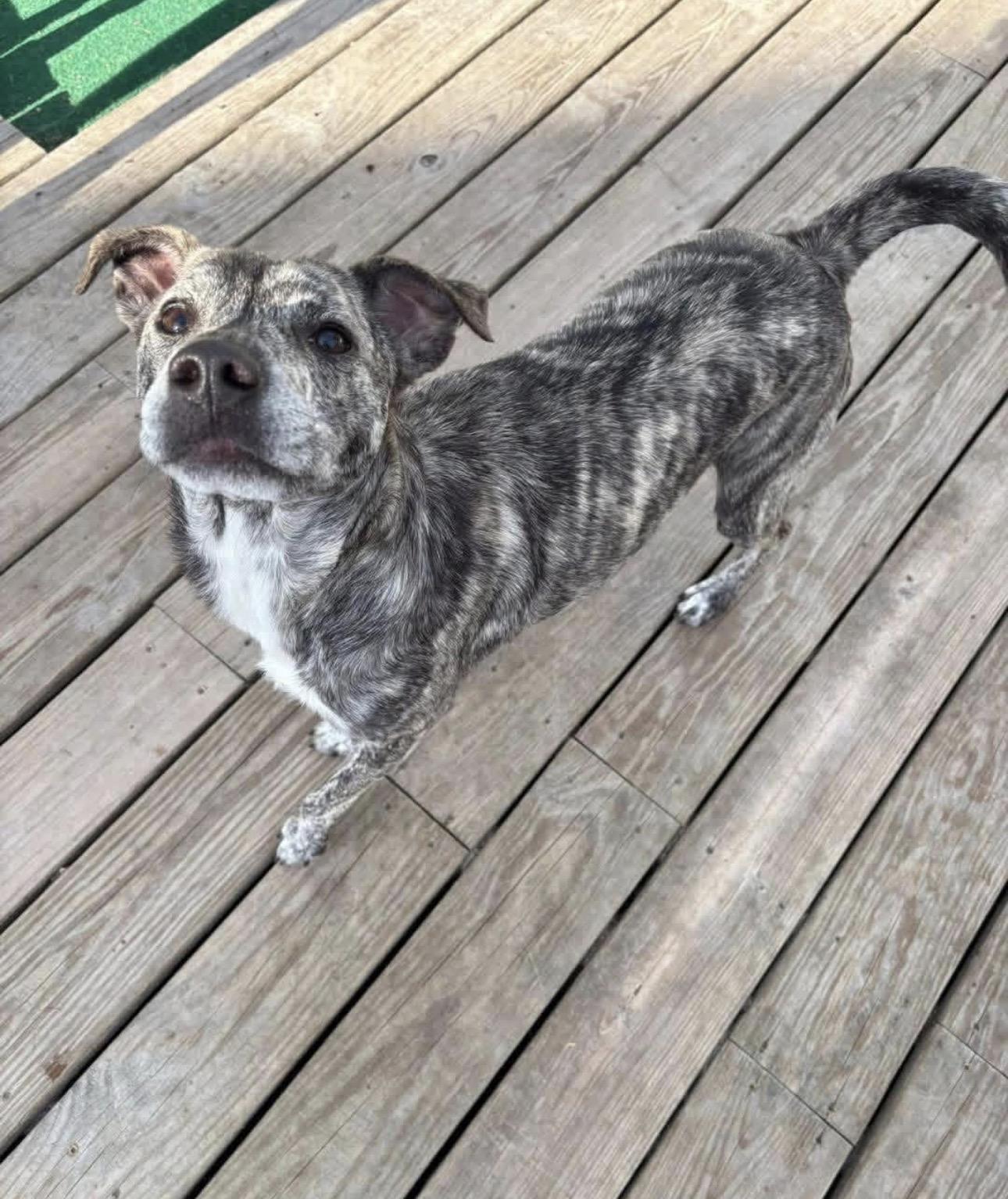 Hadie, a Adoptable mixed breed in Kutztown, PA image 5/6