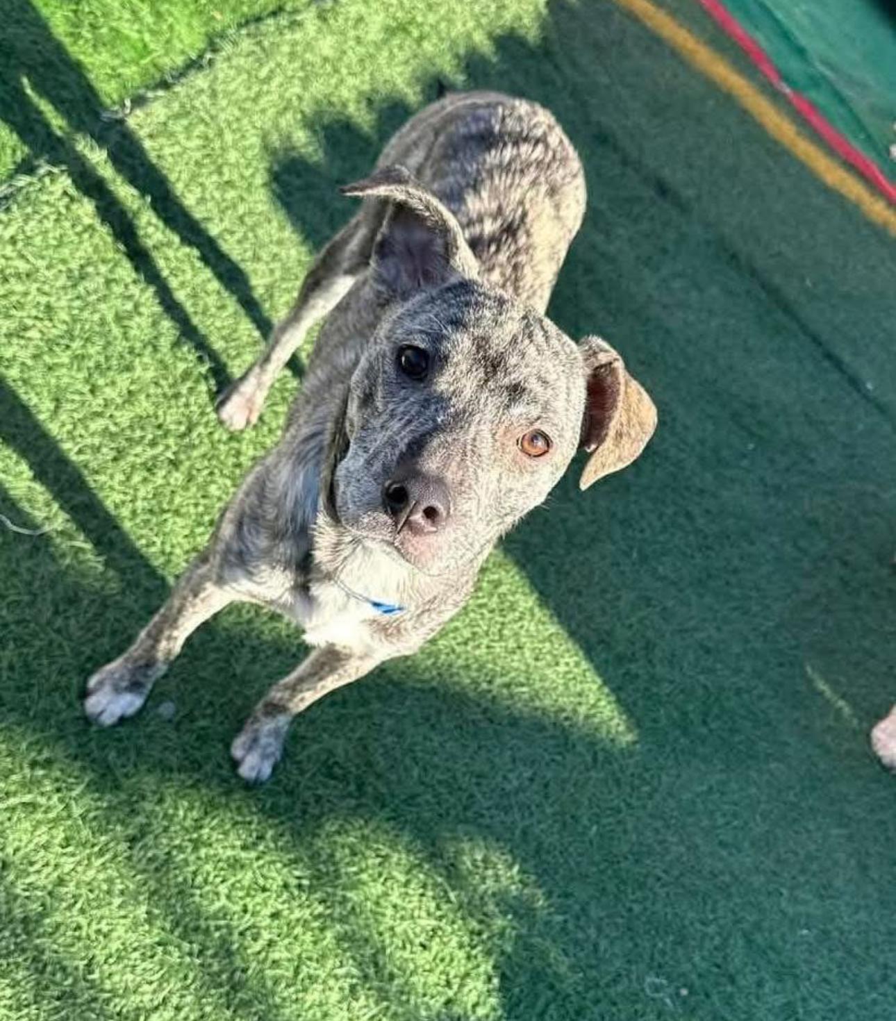Enlarge Hadie, a Adoptable mixed breed in Kutztown, PA image 2/2